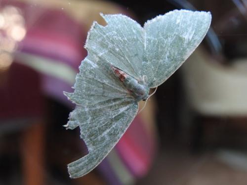 Réf. 179 784 : Hemithea aestivaria